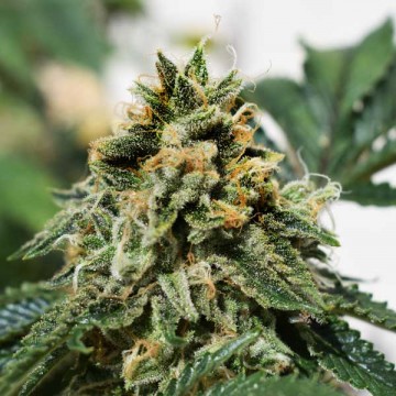 Banana Dance Feminised Gold