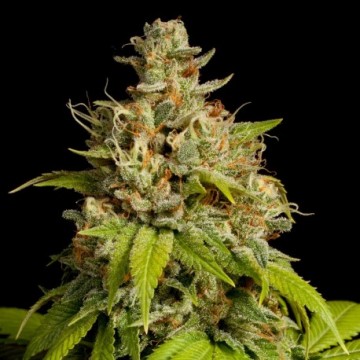 Durban Poison Feminised Silver